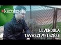 Levendula tavaszi metszése - Megyeri Szabolcs Kertészet Budapest