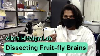 Dissecting Fruit fly Brains - In the Fly Lab