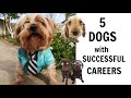 5 Кучета с Успешни Кариери/Ася Енева/5 Dogs with Successful Careers/Asya Eneva