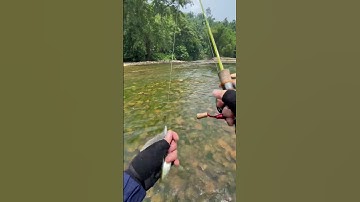 Câu cá suối chỉ với miếng sắt nhỏ#cauca #fishing #caulure #minhquangmomthu