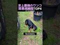 史上最強のワンコ罪悪感瞬間TOP4