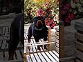 Dog evolution: #mastimoment #dog #evolution  #viral #viralvideo #pitbull #rottweiler  #doberman