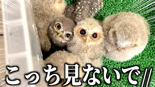 41匹の赤ちゃんと触れ合えるフクロウカフェが可愛いすぎた…