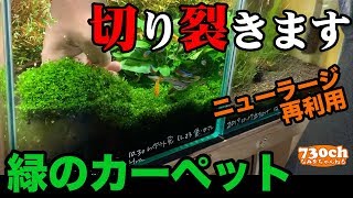 #アクアリウム #雑談 緑の絨毯ニューラージパールグラスをトリミングして再利用します。あと増えてきたアヌビアスナナも。
