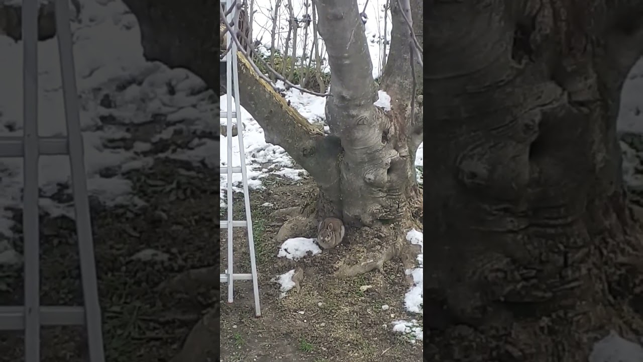 InTheBackYard(WildHare)