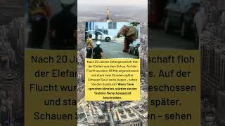 Er Floh Nach 20 Jahren Gefangenschaft Was Menschen Diesem Elefanten Antaten, Ist Unbegreiflich