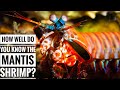 Mantis shrimp || Description, Characteristics and Facts!
