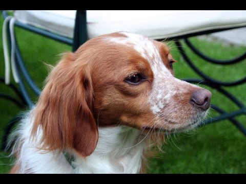 brittany spaniel epagneul breton dog breed youtube