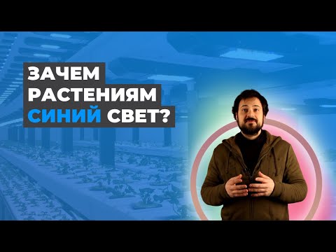 Влияние Синего Спектра На Развитие Растения