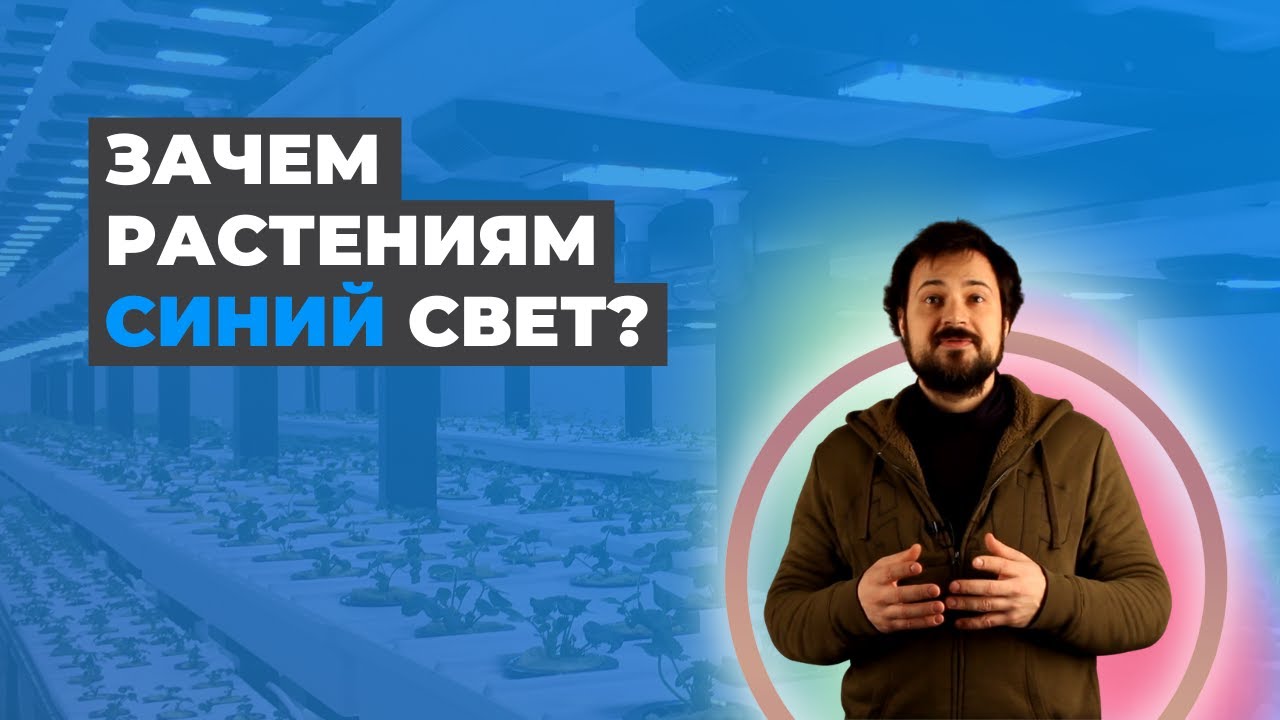 Влияние Синего Спектра На Развитие Растения