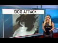 Coventry family dog attacked, asking community for help