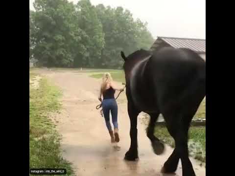 camera iphone 8 plus apk Wild and pet animals(8)