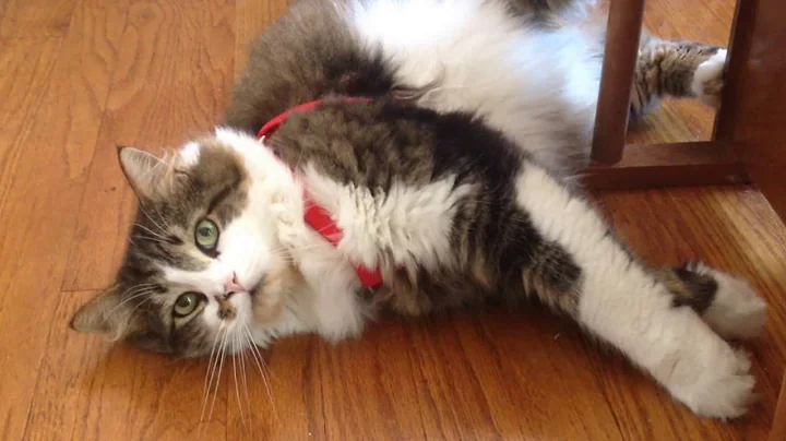 Video 10099071: maine coon mix cat, maine coon kitty cat, boy maine coon cat, cats dogs maine coon, cat training, leash, cat old