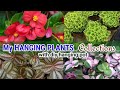 Hanging plants /hanging plants collection  #differentvarietiesofhangingplants #hangingplants