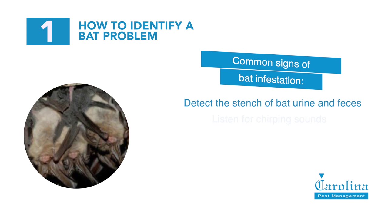 Charlotte Bat Removal | Carolina Pest Management