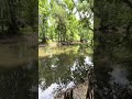 #exploreflorida #explorenature #floridawater #floridanature