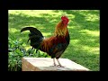 Rooster Crowing Rooster Noises Rooster Effect 1 Hour Morning Clock Alarm Rooster Crowing Rooster Noises Rooster Effect 1 Hour Morning Clock Alarm