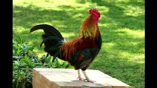 Rooster Crowing Rooster Noises Rooster Effect 1 Hour Morning Clock Alarm