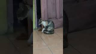 Download Lagu kucingya lagi garuk garuk #kucingkusayang #cat #kucinganggoralucudanimut #kucing #kucingkampunglucu MP3