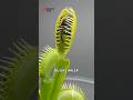 “Et Yiyen Bitki Böyle Sindiriyor!”#EtYiyenBitki#VenusFlytrap#DoğanınMucizesi