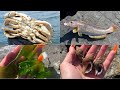 Fishing South Jetty, Crabbing, Snail Harvesting | GARIBALDI, OREGON