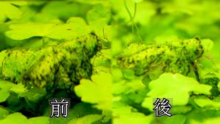 #水草藻類篇9~當水草缸內爆發大量藻類~黑毛藻~絲藻~綠斑藻~鹿角藻~該如何去除