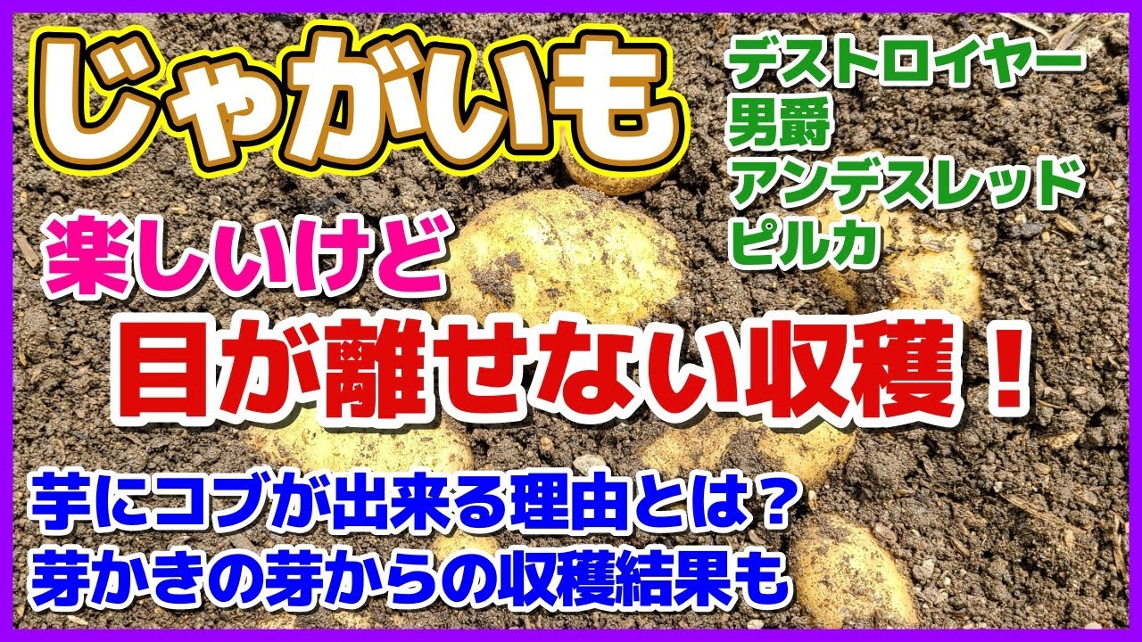 【必見！目が離せない！じゃがいも収穫】デストロイヤー（グランドペチカ）・男爵・アンデスレッド・ピルカ／芽かきの芽を使ったおまけの挿し芽栽培結果／害虫オケラはいるのか？／春ジャガイモ／家庭菜園