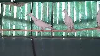 pigeon Culbutant a long bec cigogne de poland / Polish Long-Faced Tumbler stork /حمام أللقلق بولندي