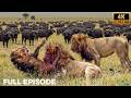 Blood, Dust, and the Battle for the Throne (Full Episode) | Nature Animal Documentary