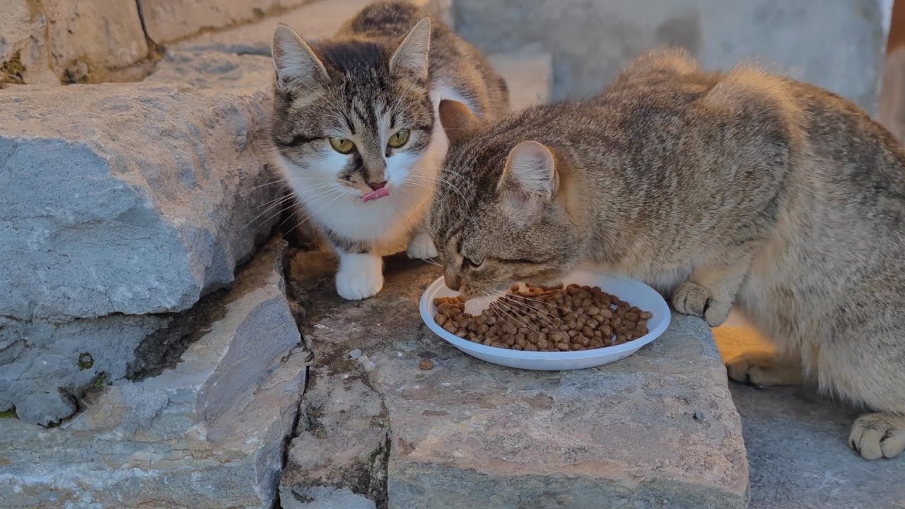 Poor cute stray cats are so hungry 😿