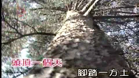 好大一棵樹　田震 - 天天要聞