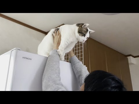 「父ちゃん、ちょっと待って～」と焦る猫