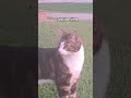 Billy the Kat enjoyed watching the birds.#outsidecats #play #shorts