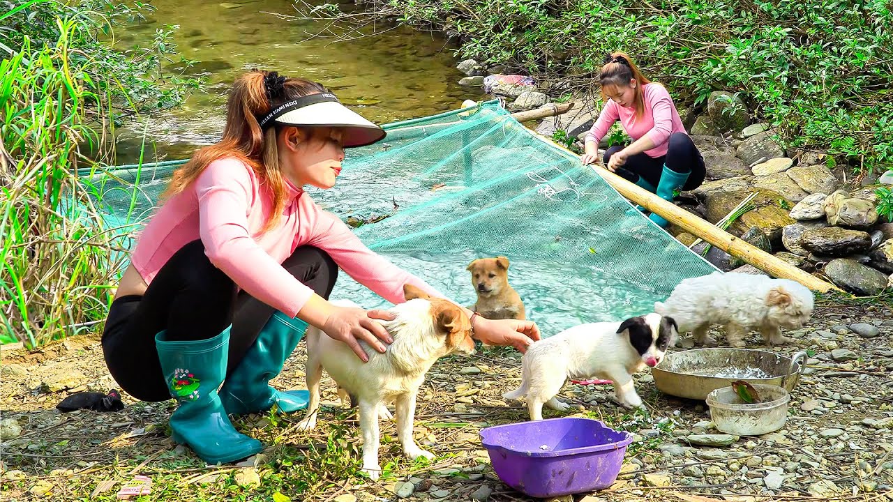 Fishing in a Small Stream With Trawl Nets | Big Fish Harvest & Log Cabin Build Ep.4