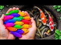 Catching Rare Aquarium Fish: Betta, Catfish & Guppies!