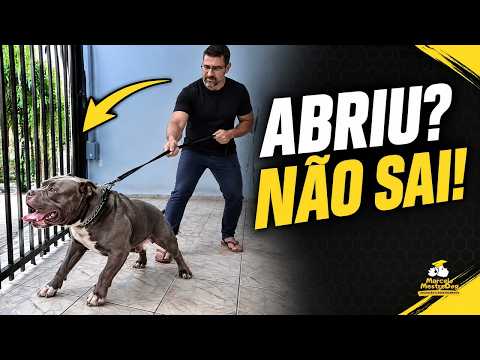 Cachorro puxa, morde a guia e quer sair