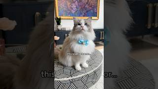 A Princess Cat And  Part 5 sirgeorge ragdoll funnycat