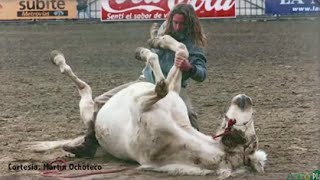 Cómo Domar Caballos sin utilizar la Violencia TvAgro por Juan Gonzalo Angel