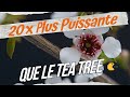 Lh e  de manuka 20 fois plus puissante que le tea tree