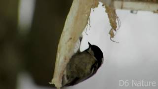 Parus ater, Coal tit (UK), Синиця чорна (UA) Московка (RU) Parus ater, Coal tit (UK), Синиця чорна (UA) Московка (RU)
