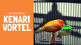 Burung Kenari Cantik Warna Wortel