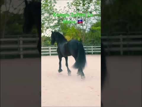 Kompa Zafem La