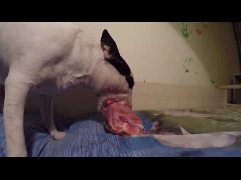 Видео: Куче счупени кости - счупени кости в кучета