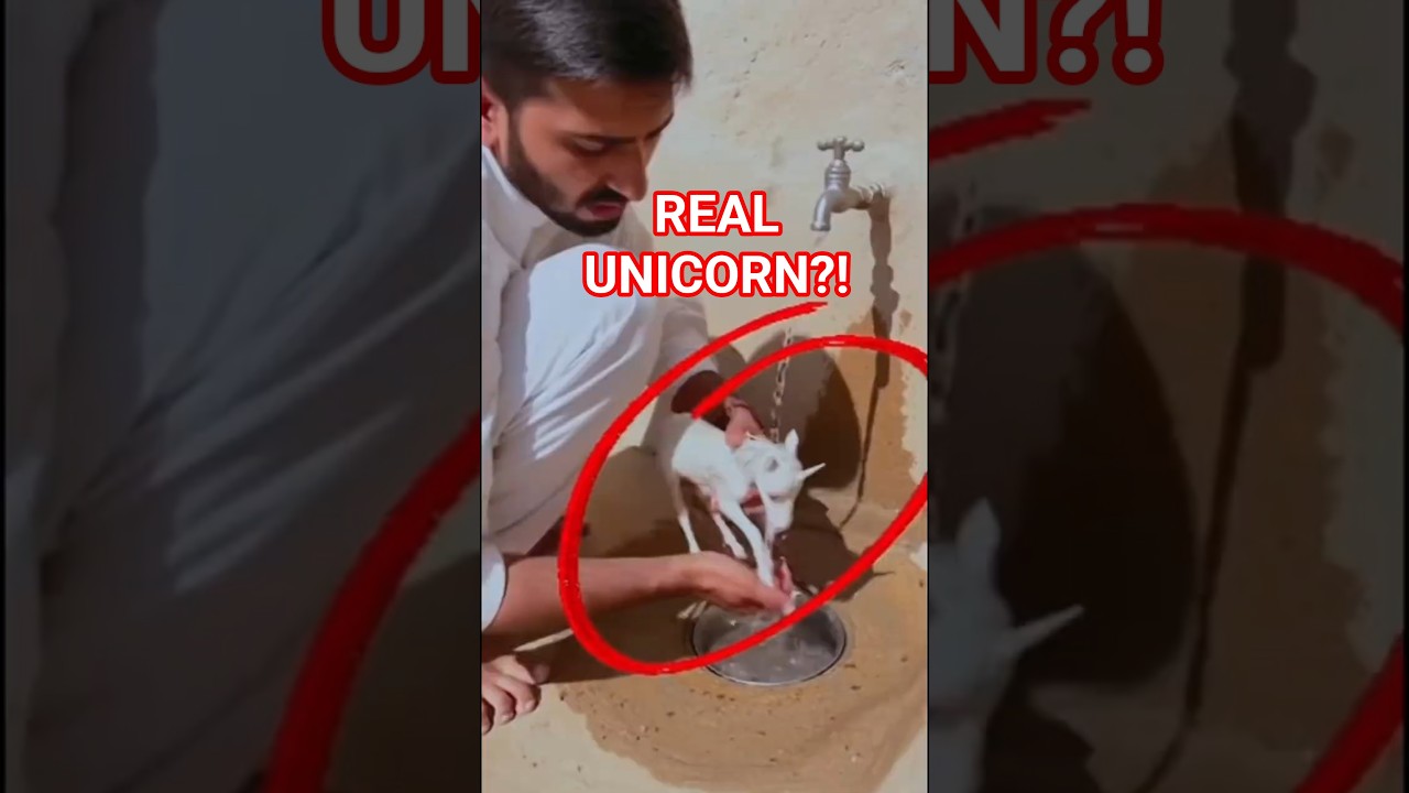 This Horse Has A Horn Is It REAL Unicorn Lucky Shorts