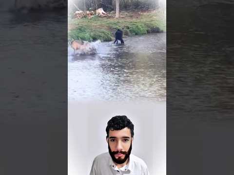 أنياب تبحث عن رزقها بين أمواج الوادي Youtubeshorts