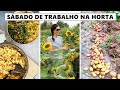 Cozinhando comida vegana saudável, colhendo girassol e batatas da horta