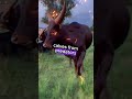 Ankole Watusi Cattle Beyond The Impressive Horns