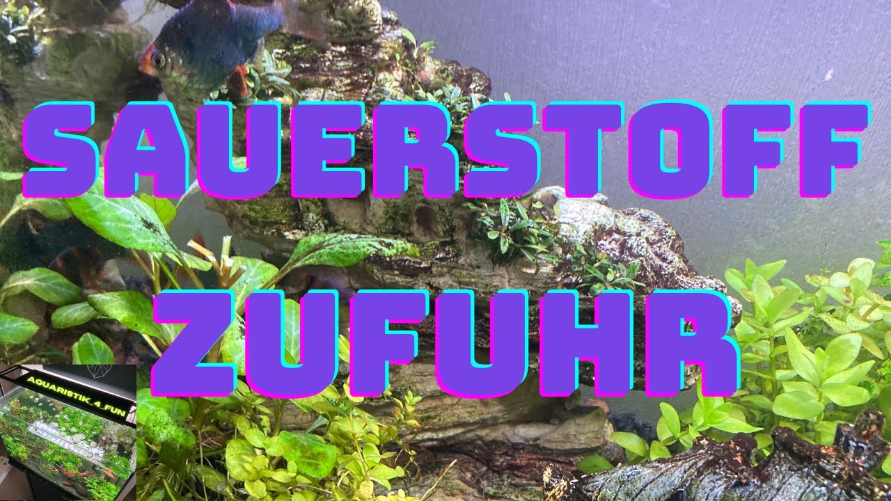 Wie Bekomme Ich Mehr Sauerstoff Ins Aquarium Wie bringe ich zusätzlich Sauerstoff ins Aquarium ? /Aquaristik_4_fun
