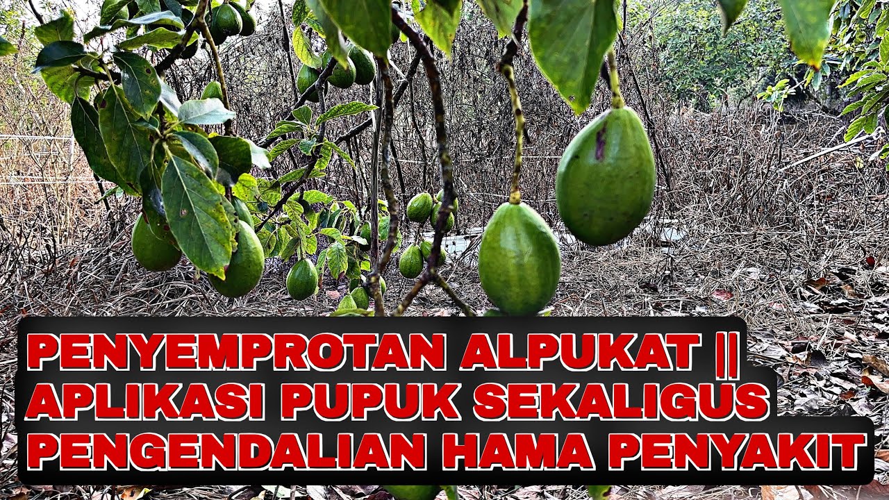 Semprot Alpukat || Aplikasi Pupuk Pengisian Buah Serta Pengendalian Hama Penyakit