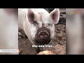 Woman saves piglet with help of another pig - Rescue story of a pig